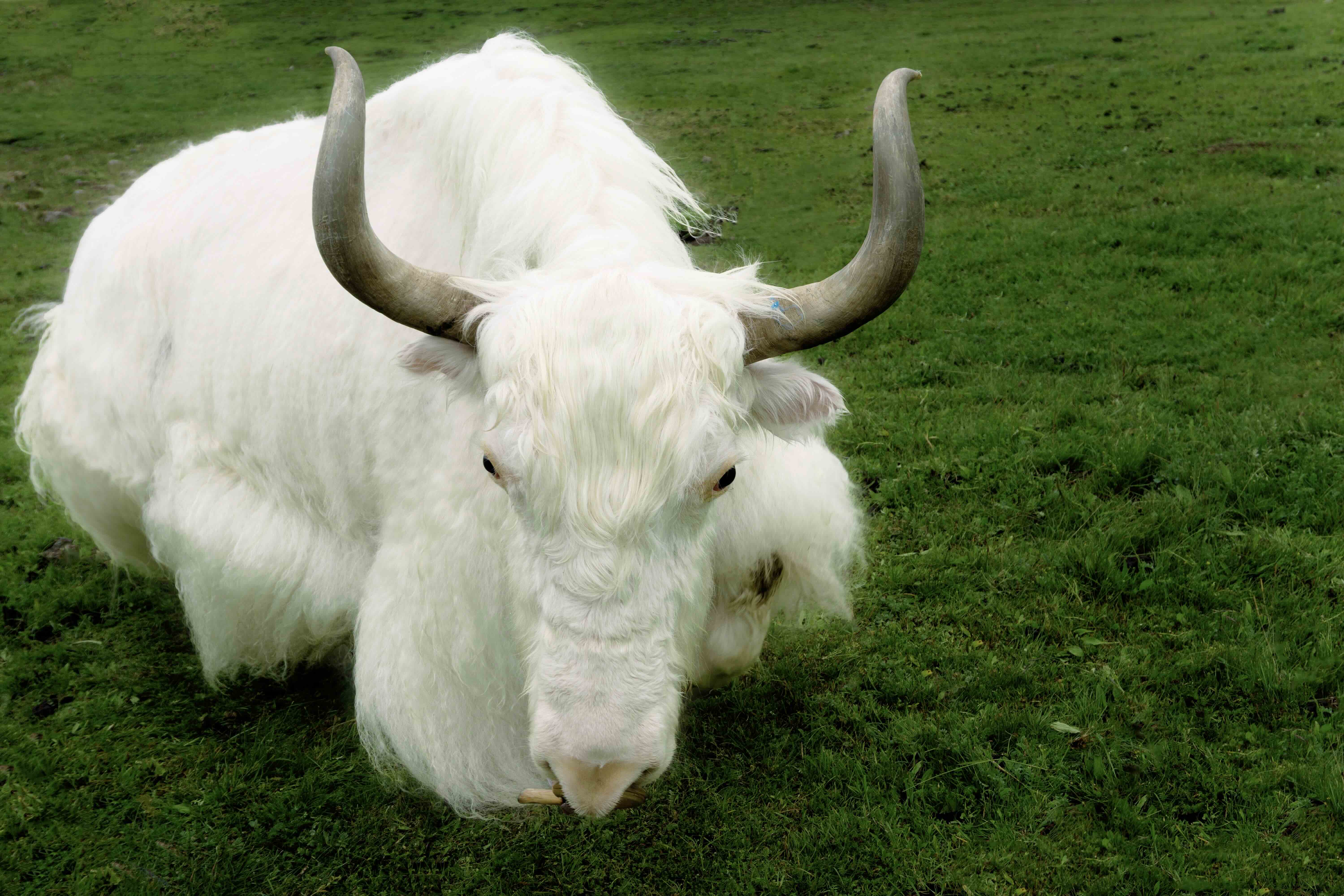 yak